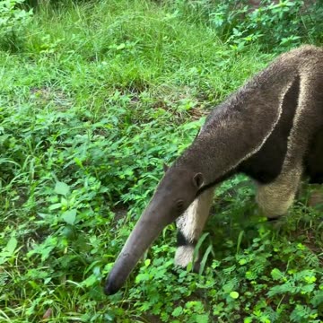 Have you seen this animal ?