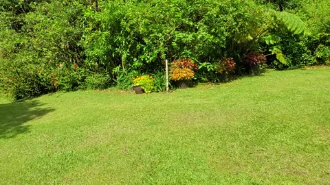 Hawaii Nei