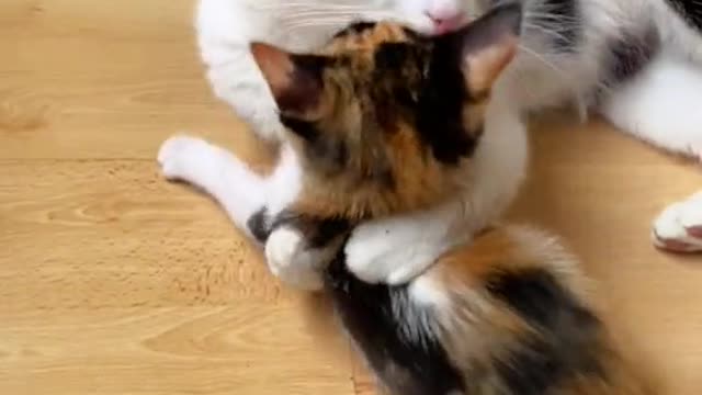 Kitten kids cat's cute with mother happy