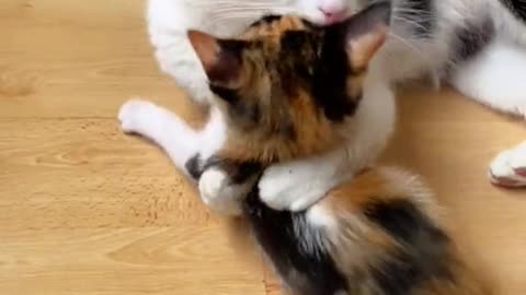 Kitten kids cat's cute with mother happy