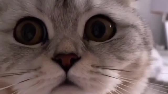 Cat call me 🐱