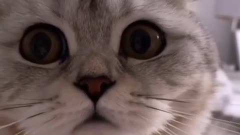 Cat call me 🐱