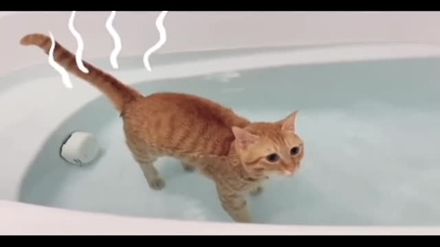 FUNNY CATS