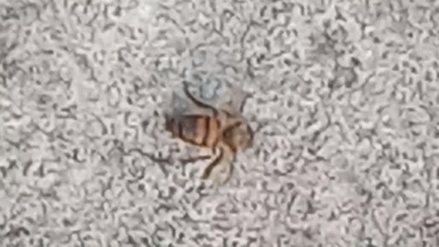 Insane attack of ants against a bee - part 1