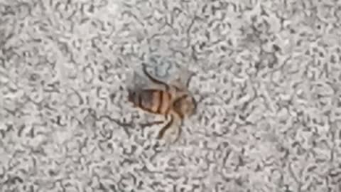 Insane attack of ants against a bee - part 1