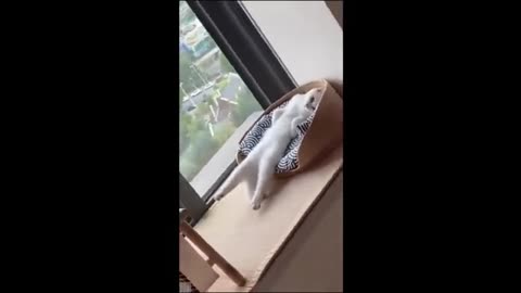 Funny animal video 🤣🤣🤣🤣 funny animal ke karname🌹🌹🌹😆😆😆😆😆 funny videos