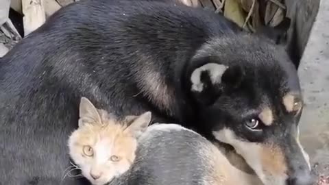 A homeless dog takes care of a wounded cat