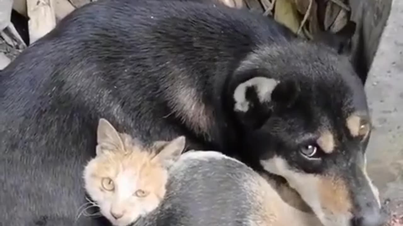A homeless dog takes care of a wounded cat