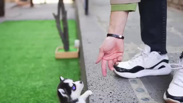 This Cute Micro husky puppy will melt your heart 😱🐶❤️