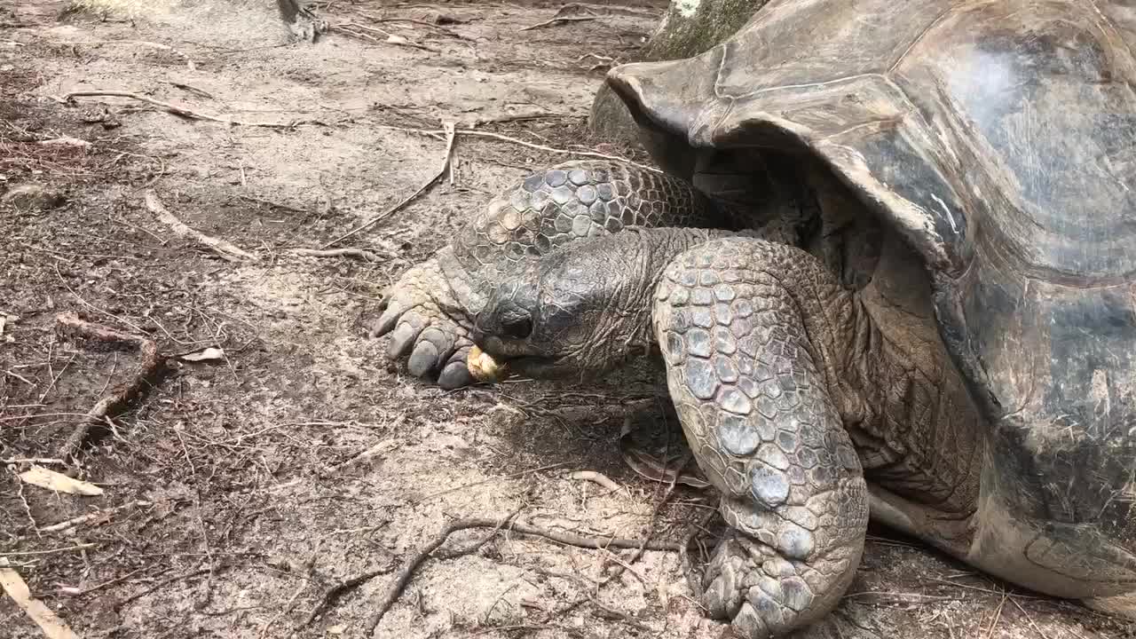 Seychelles giant tortoise