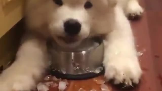 Do you like pets that can eat ice cubes?