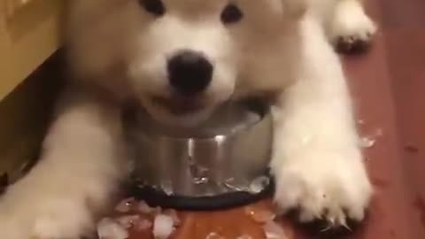 Do you like pets that can eat ice cubes?