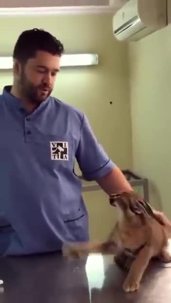 With the cat at the vet