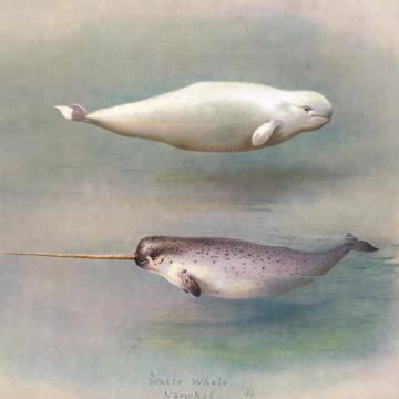 Narwhal || Descriptions and Facts! #shorts
