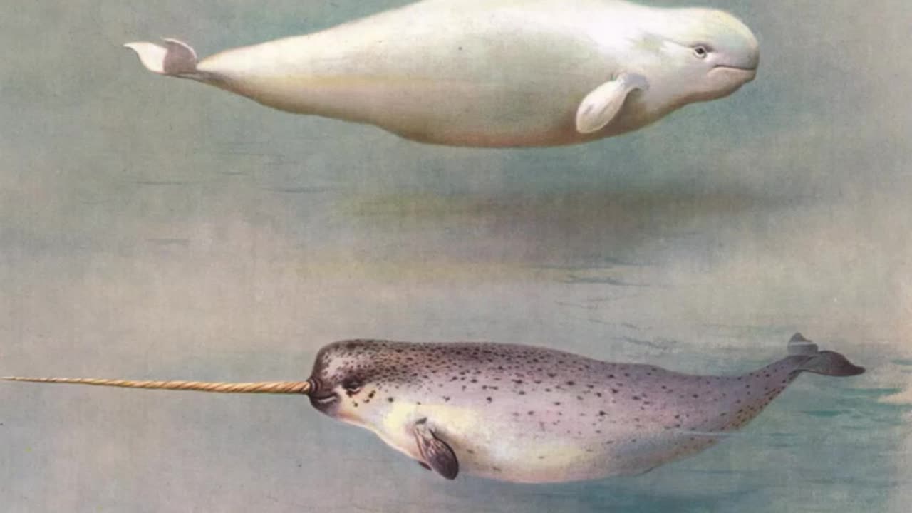 Narwhal || Descriptions and Facts! #shorts