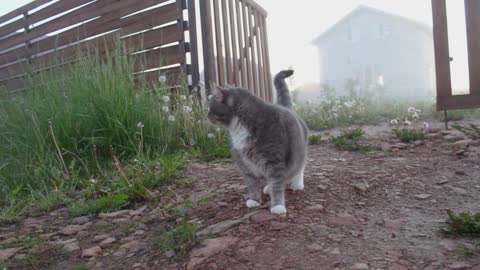 Chubby dog ​​and cat