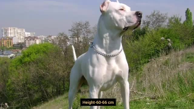 Dogo Argentino Vs Tibetan Mastiff Deadliest Fight Ever_Who will win the Match!!