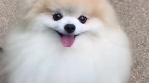 Cute animals video cute dog