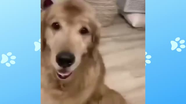 Are you a good boy?