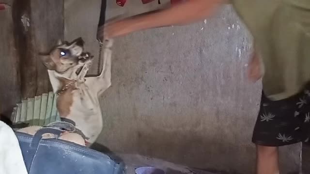 my dog is a fighter