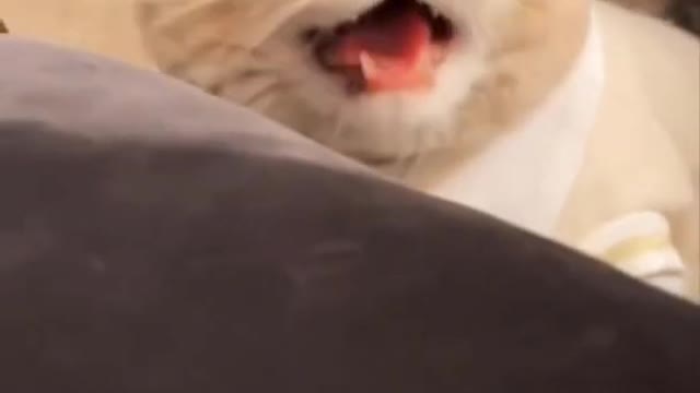 Scary and funny cat🐱🐱🐱