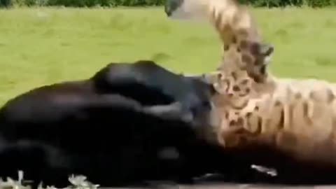 all about animal fight and harmony