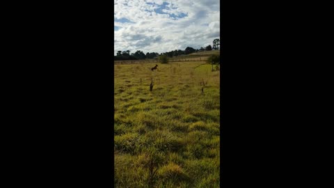 Dog Enjoys Free Running On The Home Farm