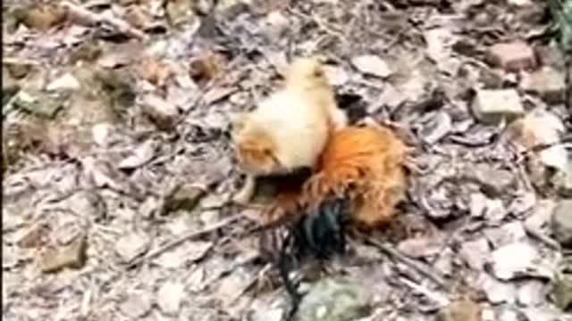 Chicken VS Dog Fight - Funny Dog Fight Videos