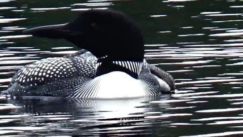 Loon with Chick