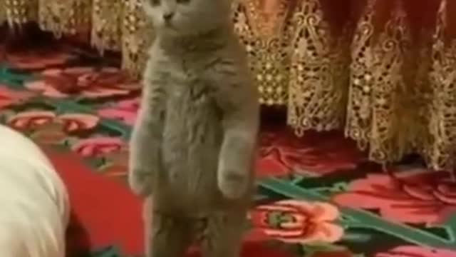 CUTE BABY ANIMALS VIDEOS COMPILATION CUTE MOMENT OF THE ANIMALS - CUTEST ANIMALS