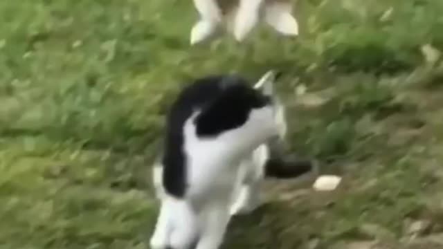 cat attacked cat