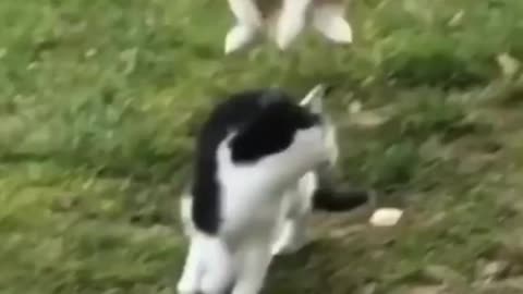 cat attacked cat