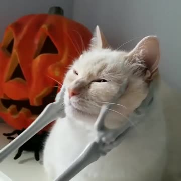 Did you know skeletons are that friendly?