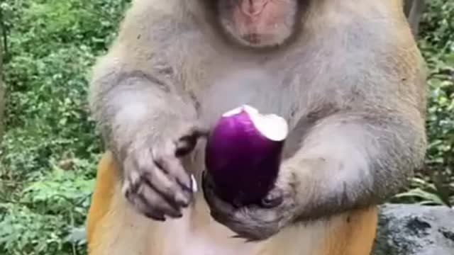 Funny Monkey Videos - A Funny Monkeys Compilation 2022