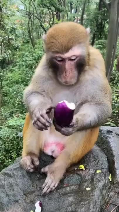 Funny Monkey Videos - A Funny Monkeys Compilation 2022