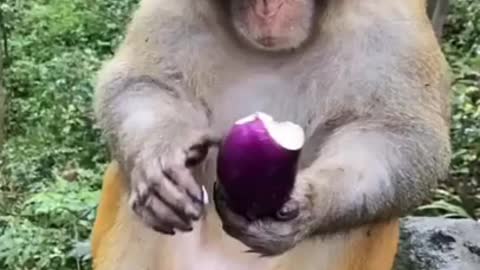 Funny Monkey Videos - A Funny Monkeys Compilation 2022