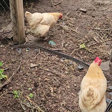 OMC! Spending time with two of my closest Orpington friends! #chickens #hens