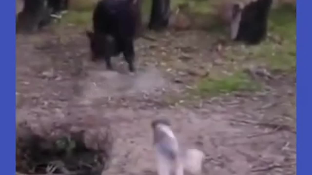 Funny #Panda #animals videos. #shorts #funnyvideos