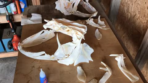 Assembling a huge black grouper skull.