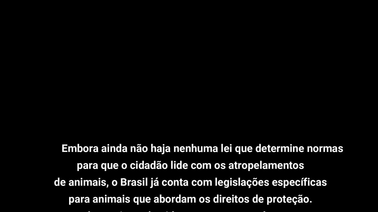 animals on the track