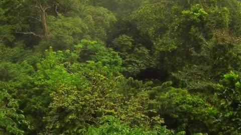 Inside the Amazon jungle