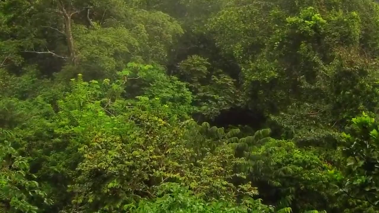 Inside the Amazon jungle