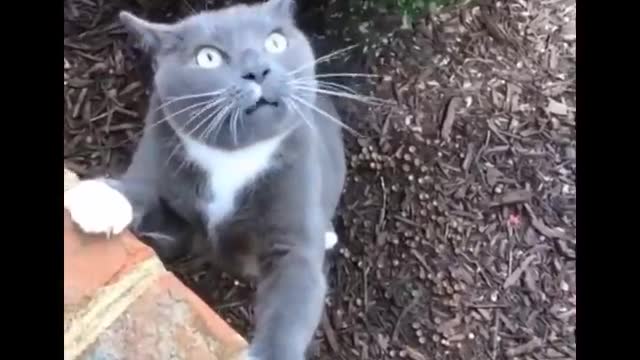 Funniest Cats - Don't try to hold back Laughter