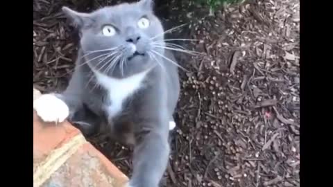 Funniest Cats - Don't try to hold back Laughter