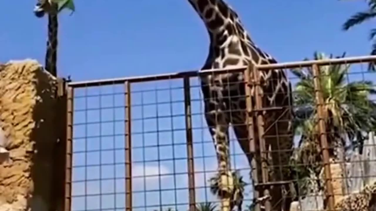 funny and cute animal video 2023 #shortvideo #shorts 0:28