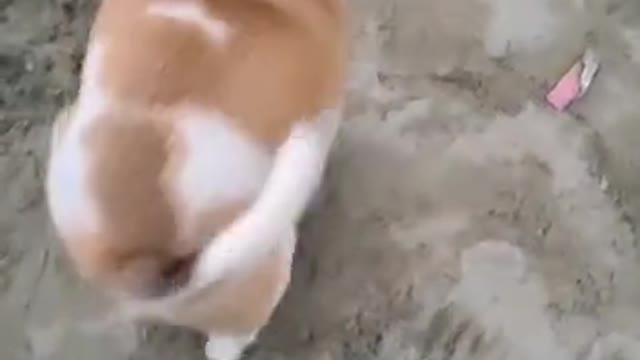 👍how to popular funny video 🐕dog and man animal shots video👌