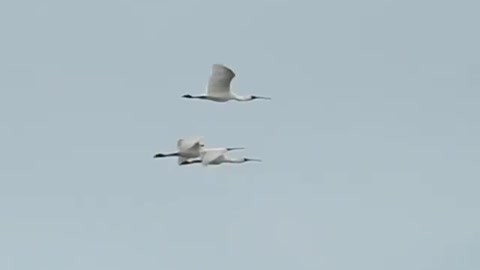 Wonderful footage! Birds are flying in a Row