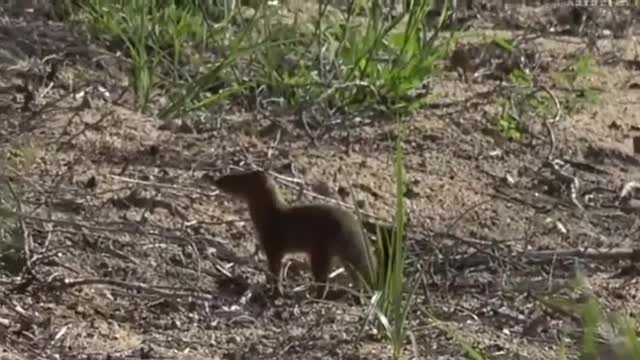 Slender Mongoose Sighting