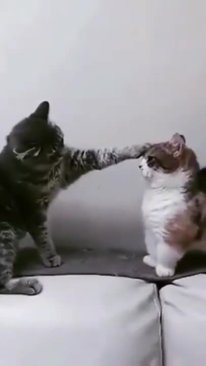 funny and cute cats - short funny cat videos #1