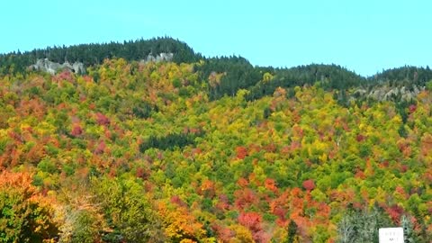 Roadside Foliage